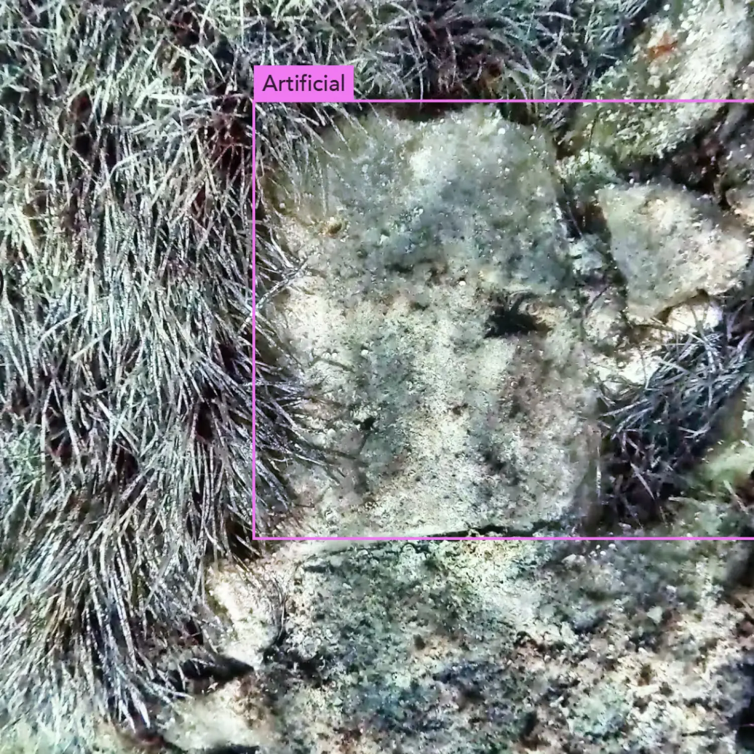 AI-assisted detection of an artificial underwater structure within Posidonia oceanica habitat.