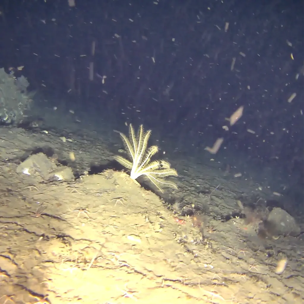 Feather star Heliometra glacialis on the Arctic seabed documented during the Greenland 2026 survey.
