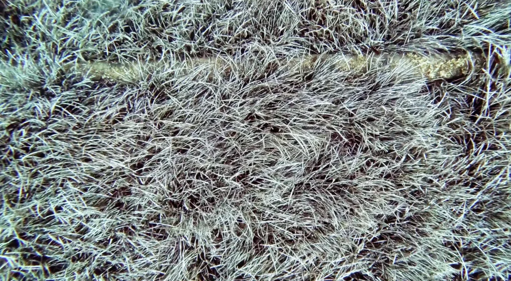 Submarine outfall crossing dense Posidonia oceanica seagrass at Île du Levant.