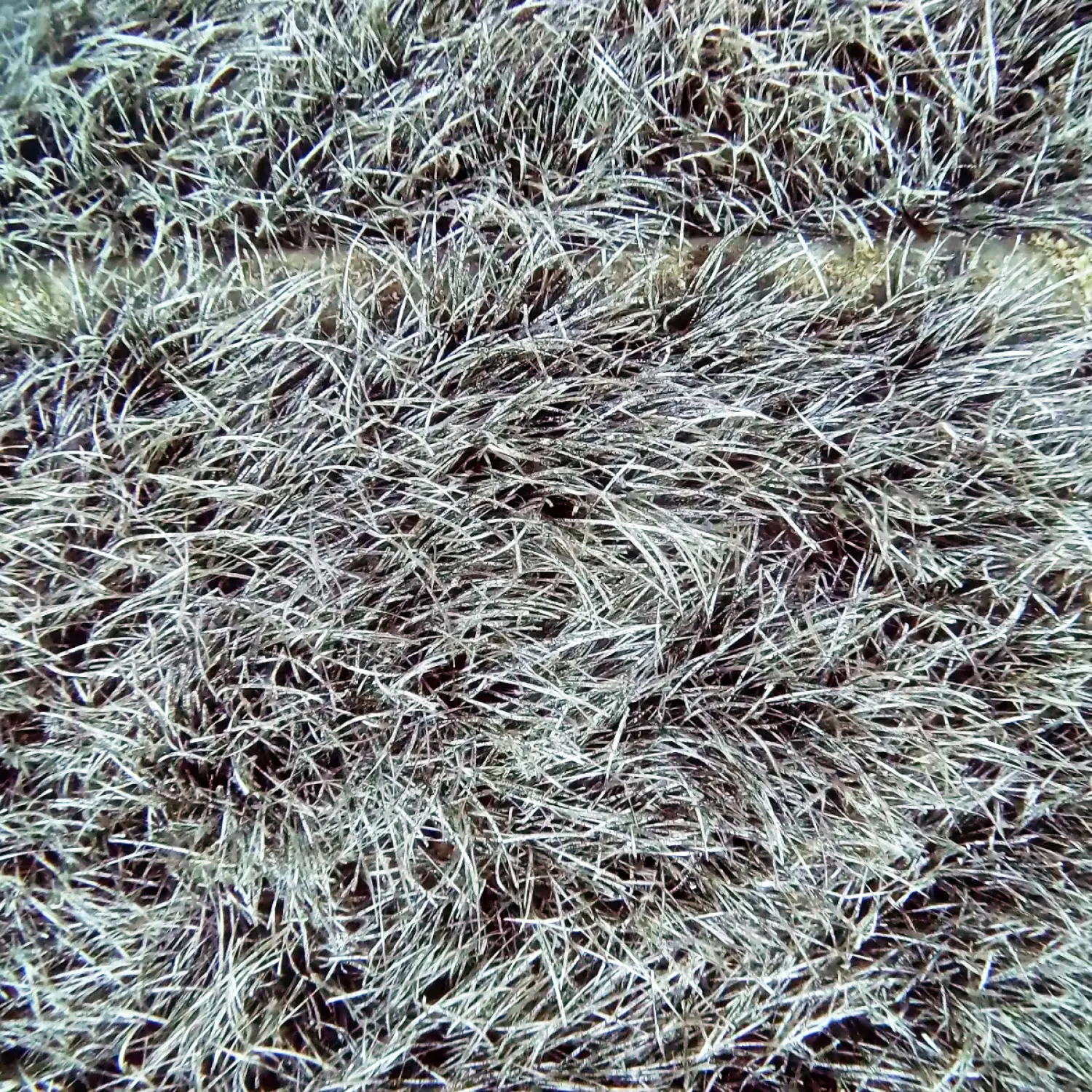 Submarine outfall crossing dense Posidonia oceanica seagrass at Île du Levant.
