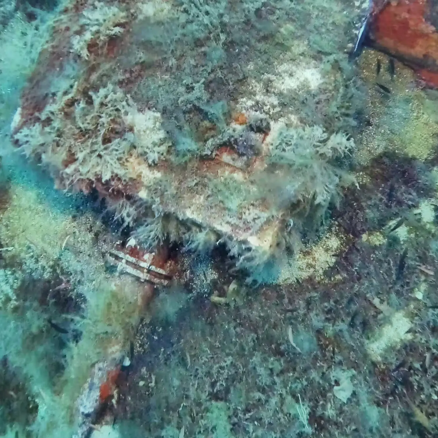 Close-up view of a submarine outfall diffuser and flange for visual condition inspection.