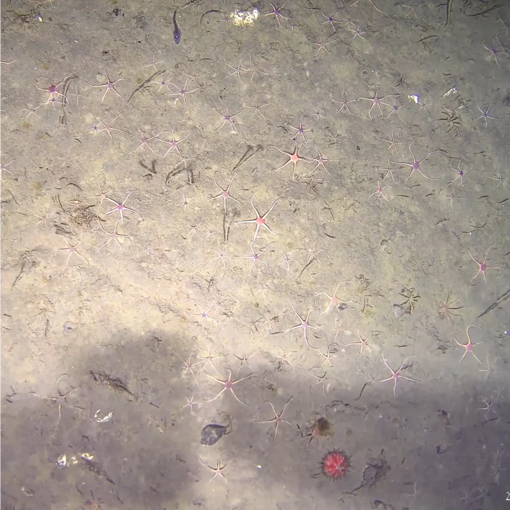 Arctic seabed with sea stars and brittle stars documented during the Greenland 2026 benthic survey.