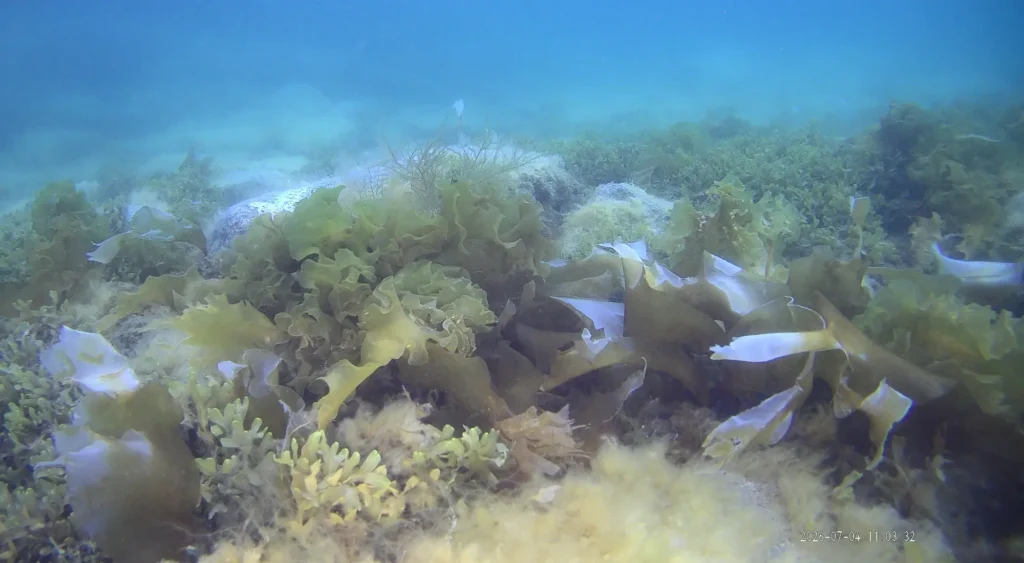 Shallow Arctic seabed with dense macroalgal communities including kelp and Fucus species.