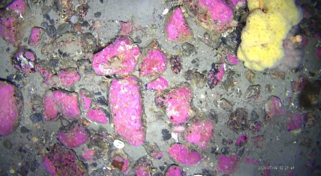 Pink encrusting coralline algae covering rocky Arctic seabed documented during the Greenland 2026 survey.