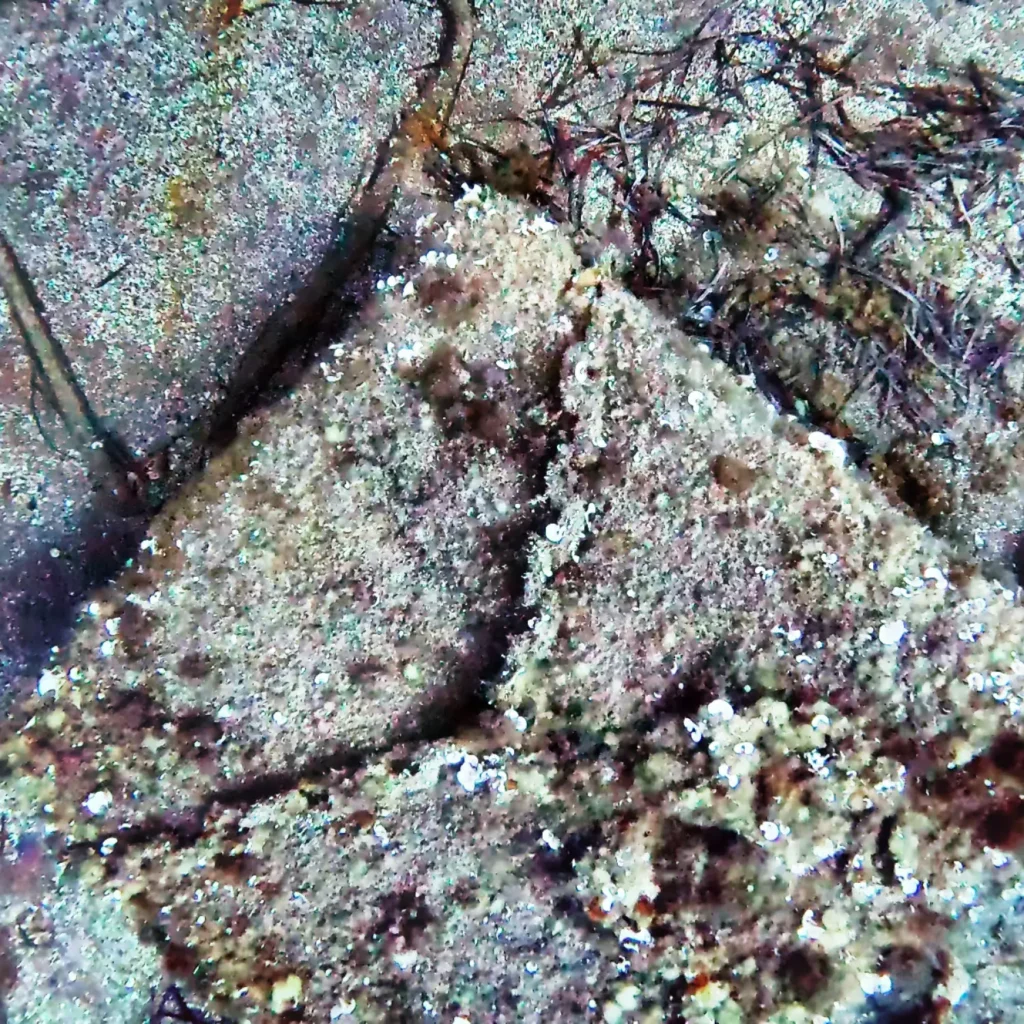 Close-up underwater image of a submerged mooring block and abandoned rope colonised by marine organisms.