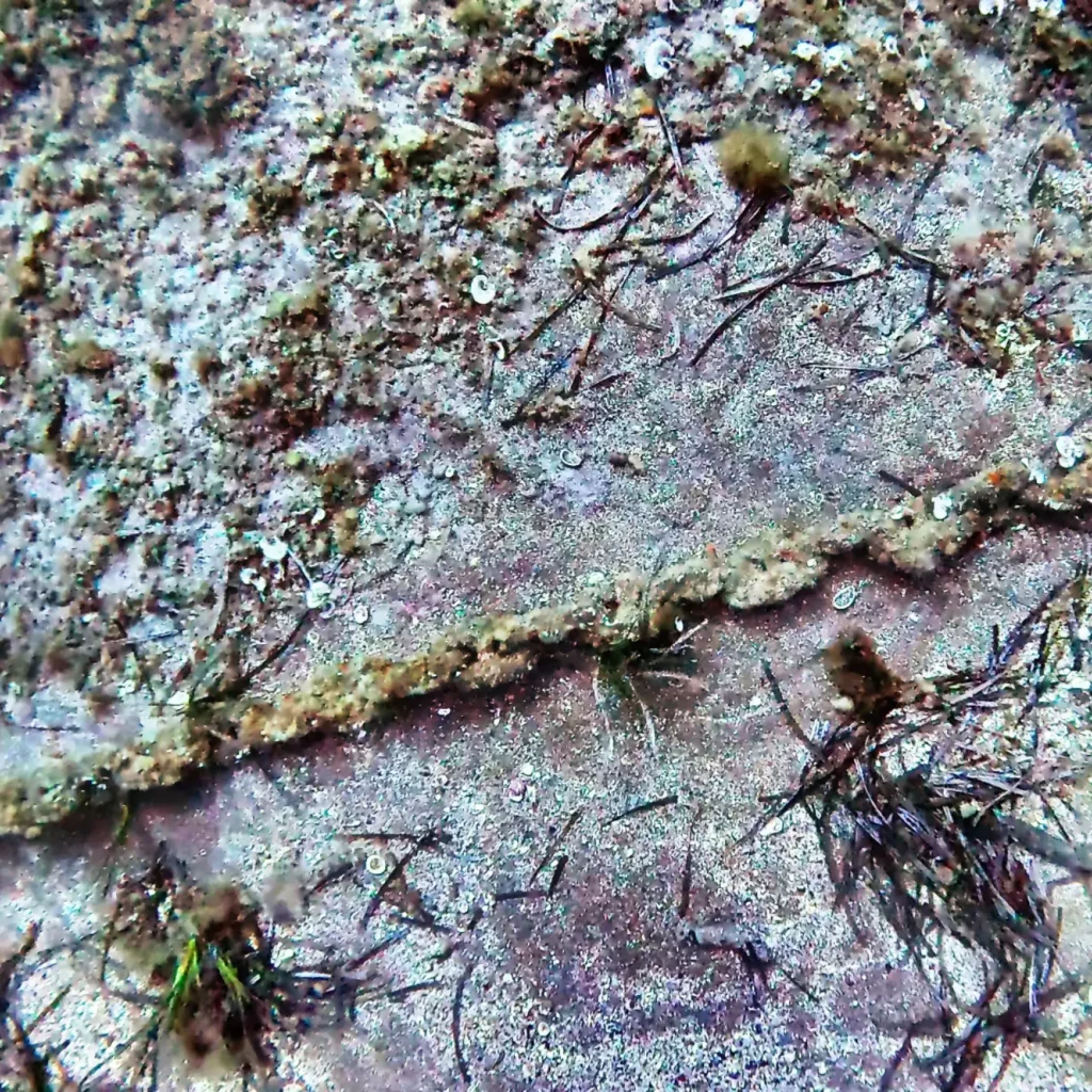Close-up view of marine organisms colonising an abandoned underwater structure on the seabed.