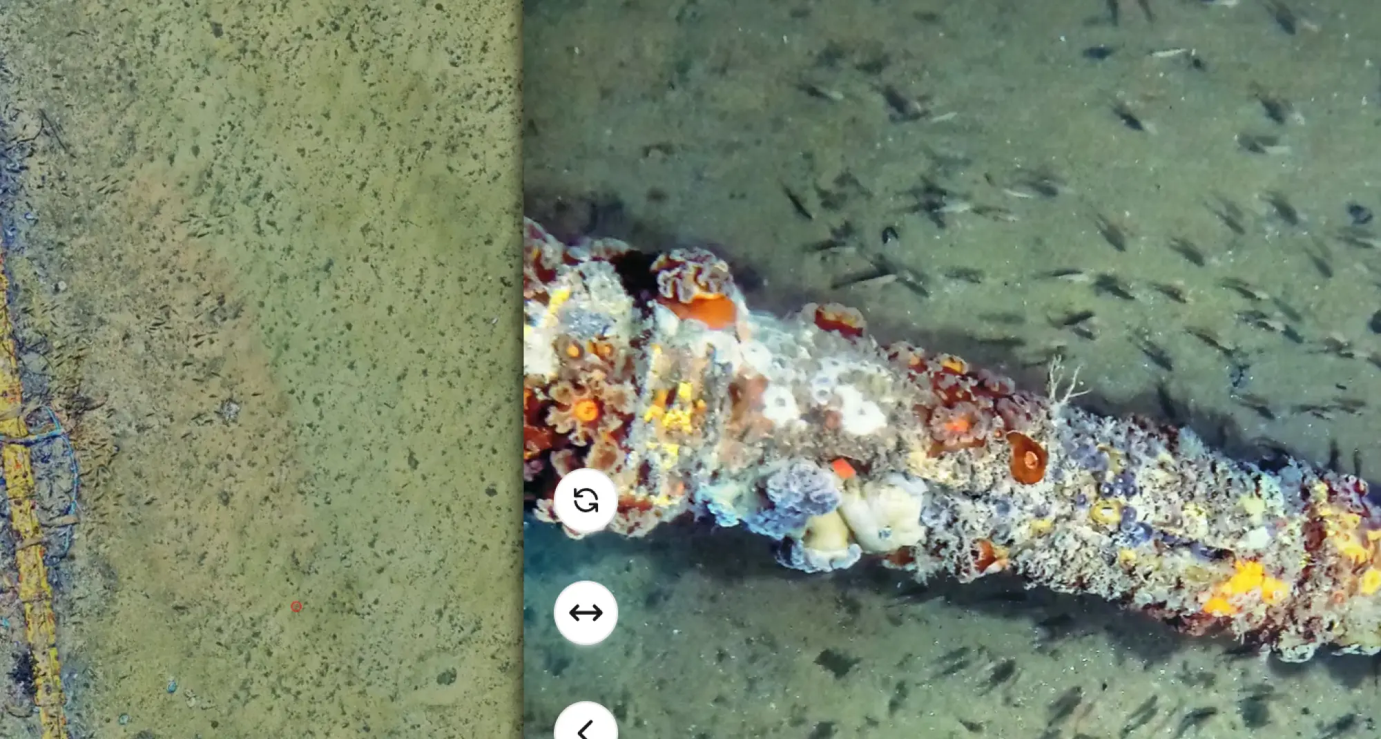 High-resolution digital twin of the FLOATGEN subsea dynamic cable and associated biofouling at SEM-REV.