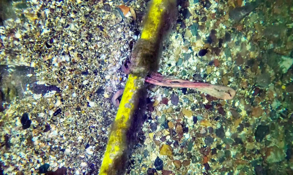 Close-up high-resolution image of the subsea cable, biofouling and coarse-sediment seabed at OPEN-C Paimpol.