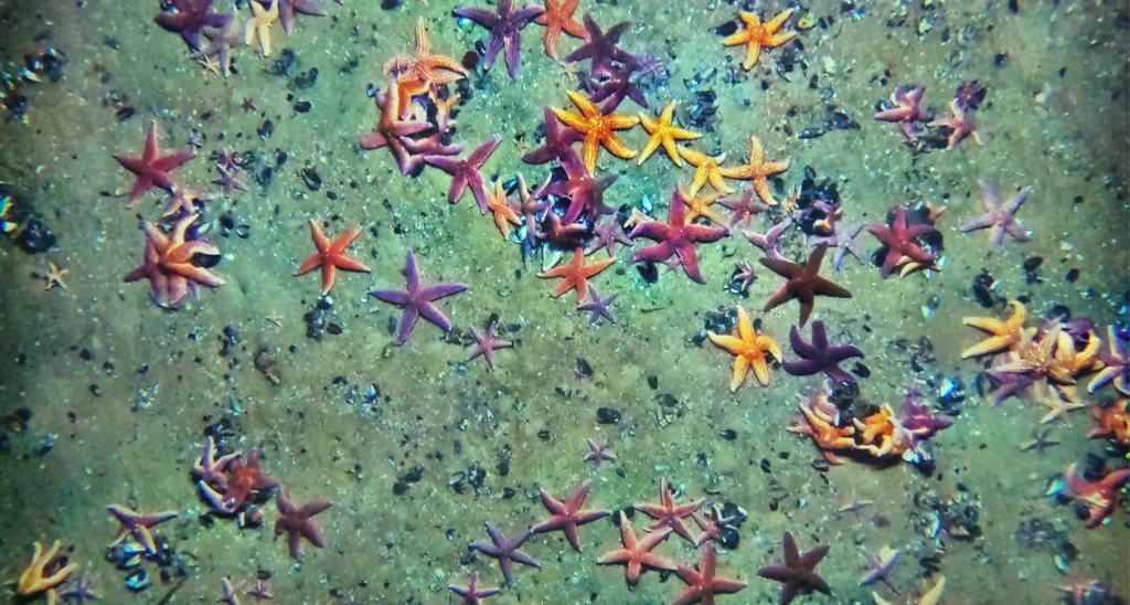 Sem Maping Floating Offshore Wind Seabed Mapping at SEM-REV | Cosma